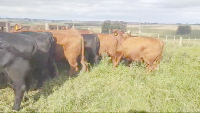 Lote 3 Vaquillonas  RED ANGUS 620kg - , Rocha