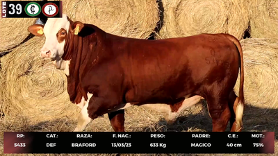 Lote LOTE 39