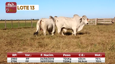 Lote Reproductores de Alborada - Lote 13
