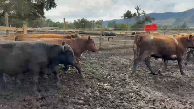 Lote 55 Novillo Engorda en Otra Localidad, V  Región Valparaíso