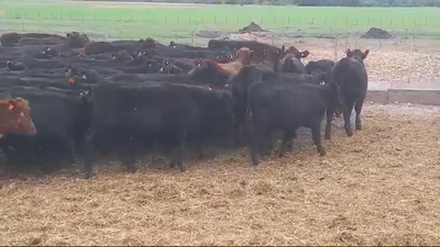 Lote (Vendido)62 Terneras ANGUS 200kg -  en DOLORES