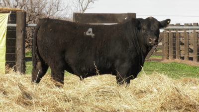 Lote TOROS ANGUS PURO CONTROLADO