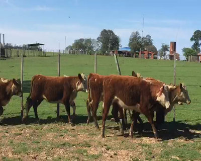 Lote Terneras Polled Hereford