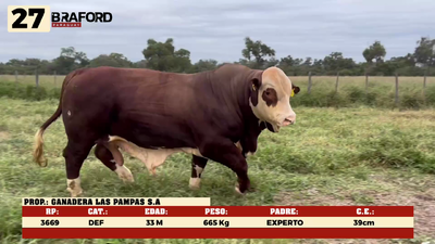 Lote LOTE 27