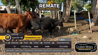 Lote 12 Terneros y Terneras en Paso Antolín, Colonia