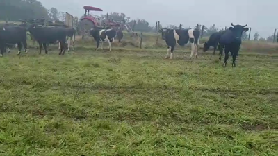 Lote 50 Novillo Engorda en Corral, XIV Región Los Ríos