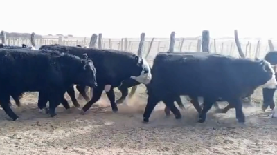Lote 25 TERNEROS