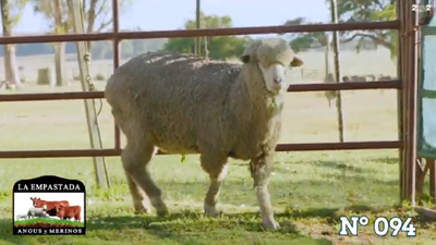 Lote Merino Donhe