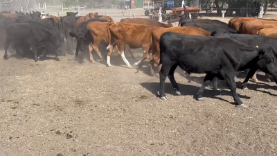 Lote 60 Novillitos en Villaguay, Entre Ríos