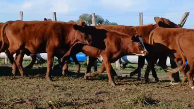 Lote 45 Novillitos