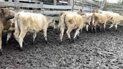 Lote 35 Ternera en Puyehue, X Región Los Lagos