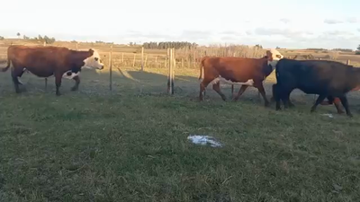 Lote Vacas entorados
