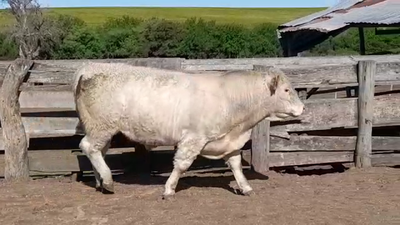 Lote TORO PI