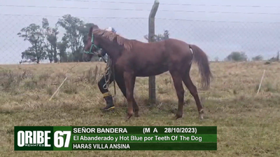 Lote Lote 67