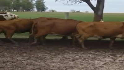 Lote 53 Vacas de invernar
