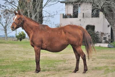 Lote LA GINA