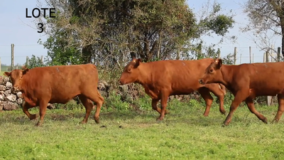 Lote VACAS RED ANGUS