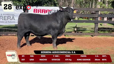 Lote LOTE 28