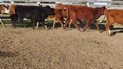 Lote TERNEROS