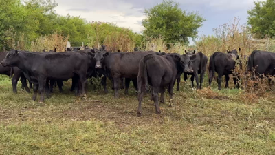 Lote 120 Terneros