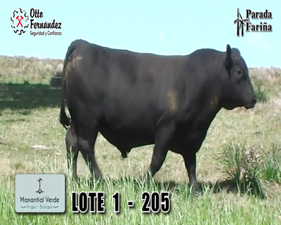 Lote LOTE 1