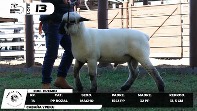 Lote LOTE 13- BOZAL