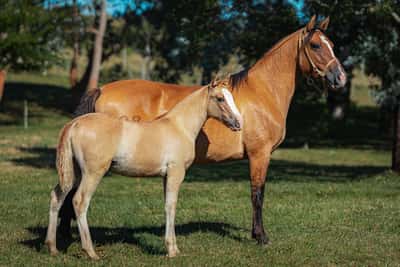 Lote Tobogan Frida