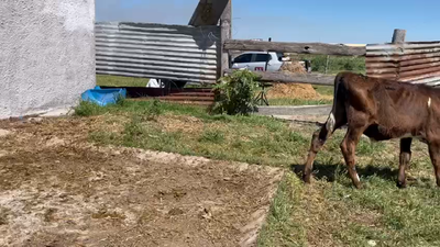 Lote TERNEROS