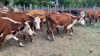 Lote 35 Vacas de Invernada en Melo, Cerro Largo