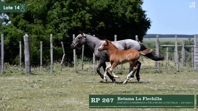 Lote Retama La Flechilla