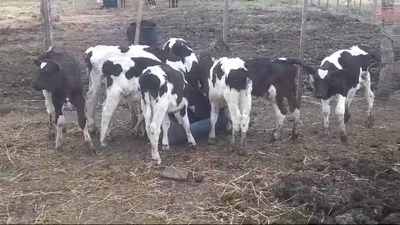 Lote (Vendido)10 Terneros Holando 70kg - , Soriano