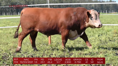 Lote Brete 12  - Polled Hereford