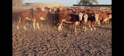 Lote 60 Vaquillonas en Villaguay, Entre Ríos