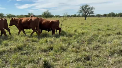 Lote 17 Novillos