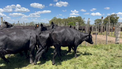 Lote 9 Vacas preñadas