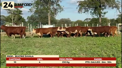 Lote LOTE 24