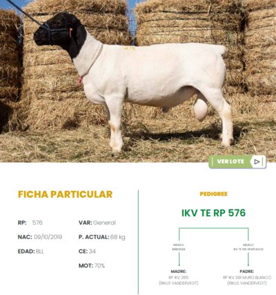 Lote LOTE 34