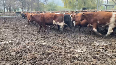 Lote 110 Novillo Engorda en Paine, Región Metropolitana