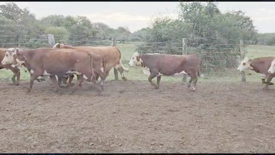 Lote 32 Vacas CUT preñadas Braford en San Justo, Santa Fe