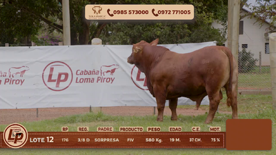 Lote MACHO