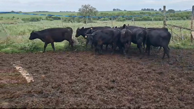 Lote TERNERAS