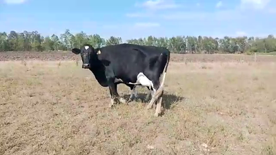 Lote Vacas de Invernada Holando 470kg -  en Libertad