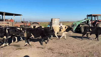 Lote TERNEROS
