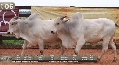 Lote LOTE 6