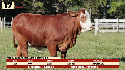 Lote LOTE 17