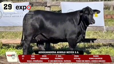 Lote LOTE 29