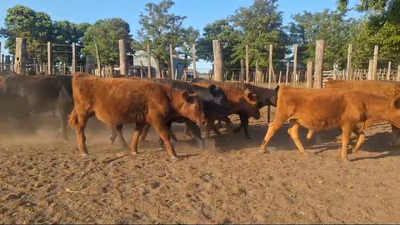 Lote 50 TERNEROS