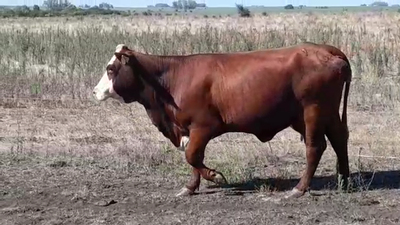 Lote (Vendido)Vacas de Invernada BRAFORD 400kg - , Colonia