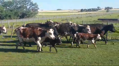 Lote (Vendido)22 Piezas de cría NORMANDO - ANGUS en PLAYALA AGRACIADA