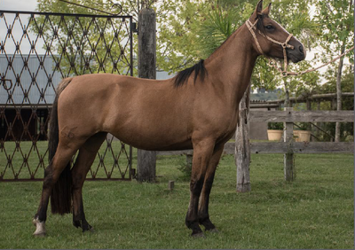 Lote TOBOGAN 66